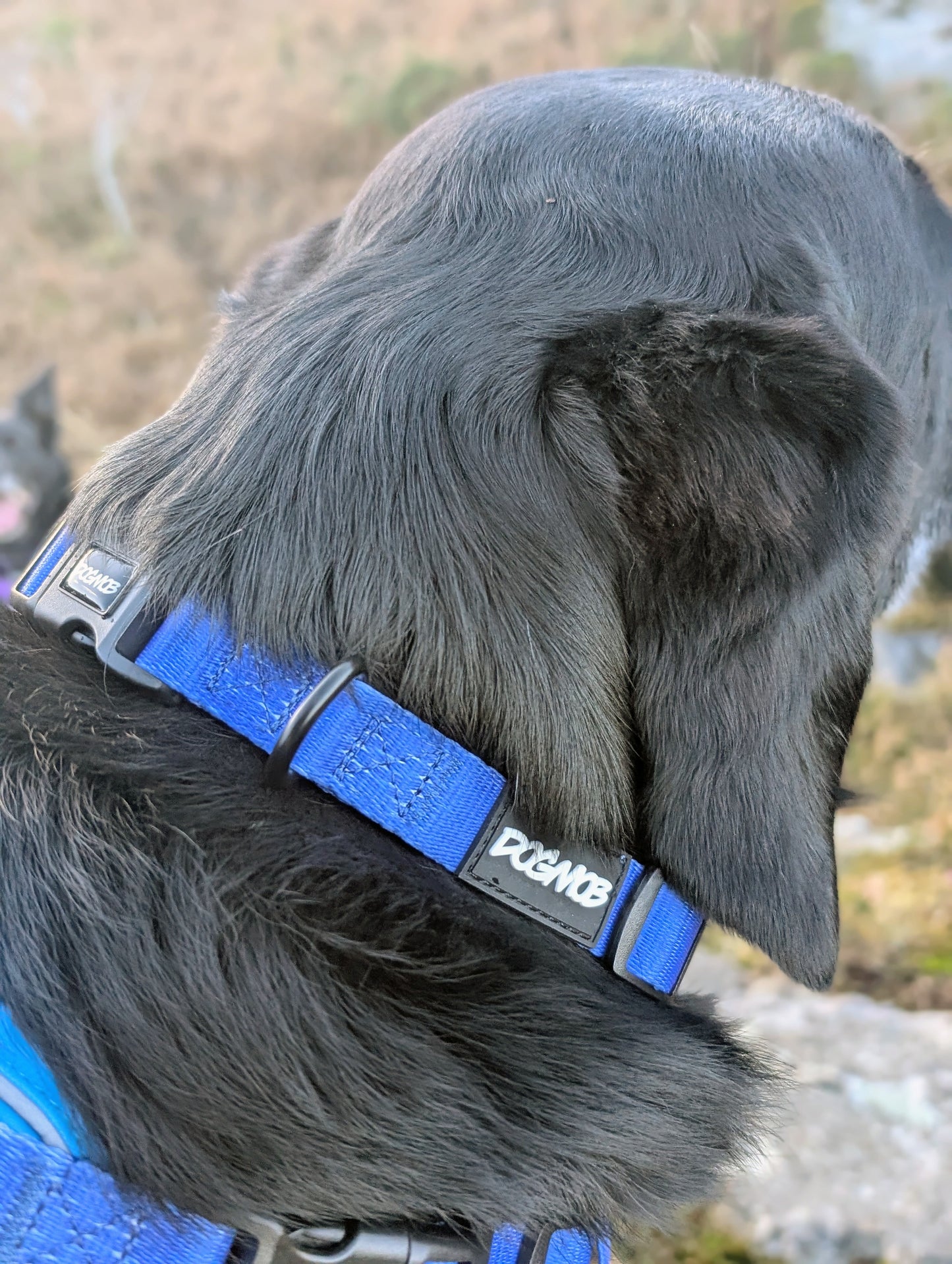 DOGMOB OG Collar - Blue