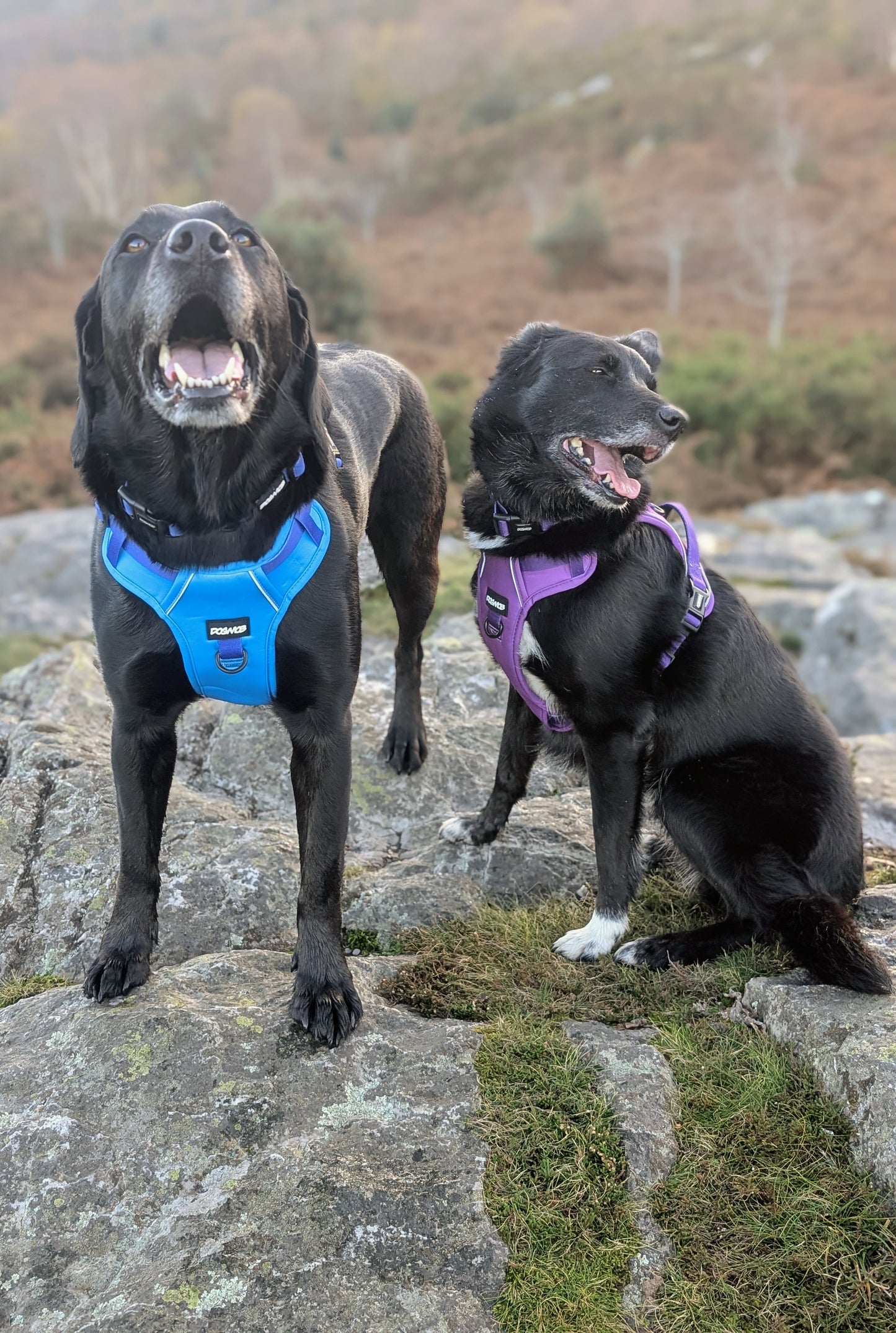 DOGMOB OG Bundle - Purple